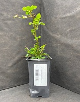 Роза фарниенте Ле Катр Сезон